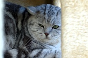 BRITISH SHORTHAIR 030